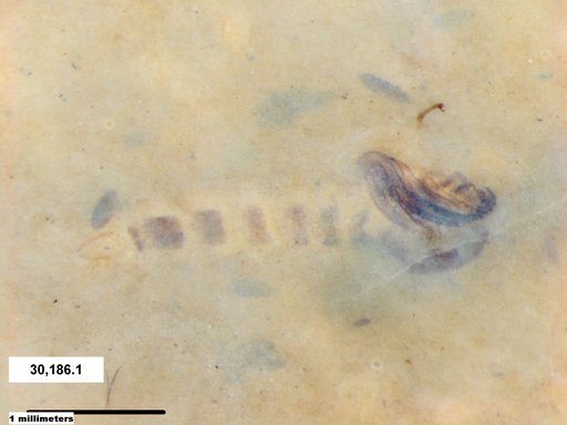Chaoboridae
