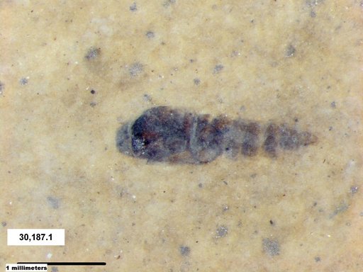 Genus sp