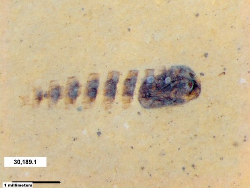 Genus sp