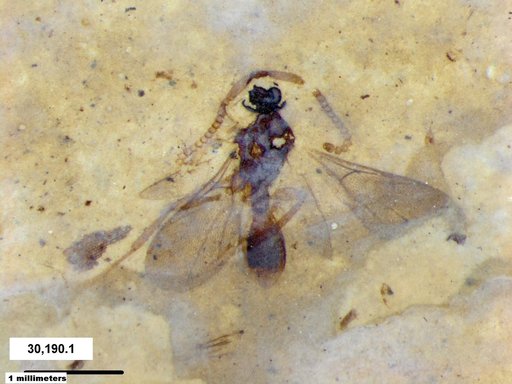 Diapriidae