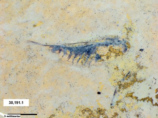 Corixidae