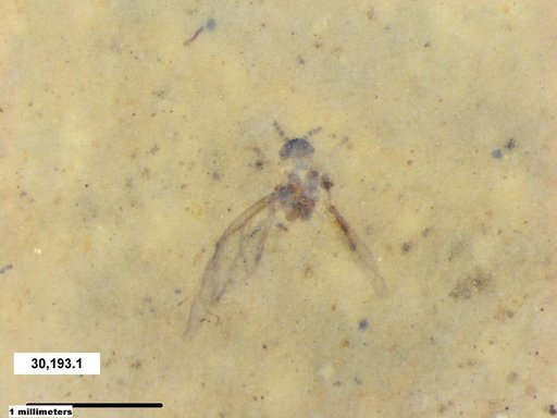 Aphididae