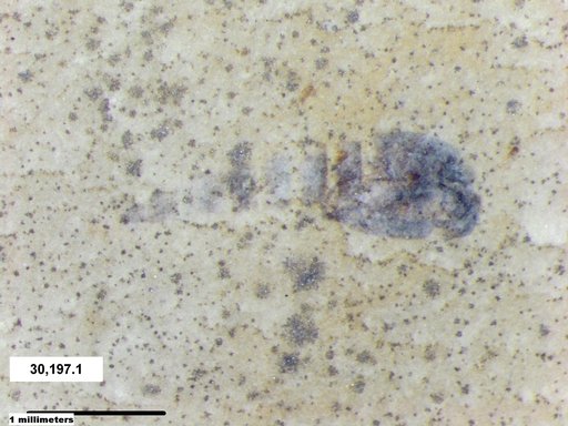 Genus sp