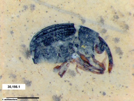 Genus sp
