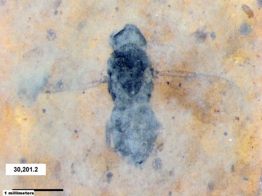 Genus sp