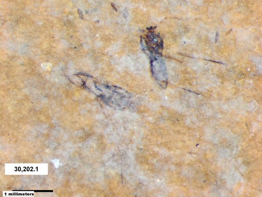 Notonectidae