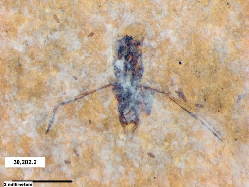 Notonectidae