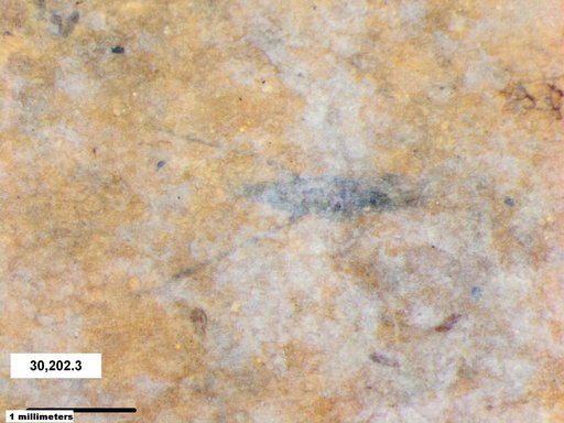 Notonectidae