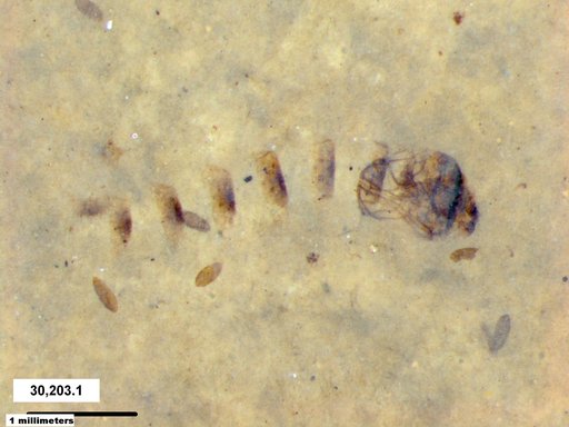 Genus sp