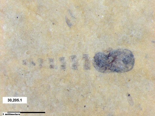 Genus sp