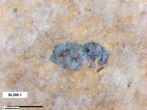 Genus sp
