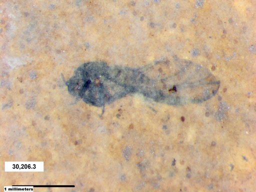 Aphididae