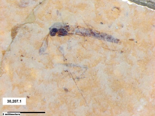 Genus sp