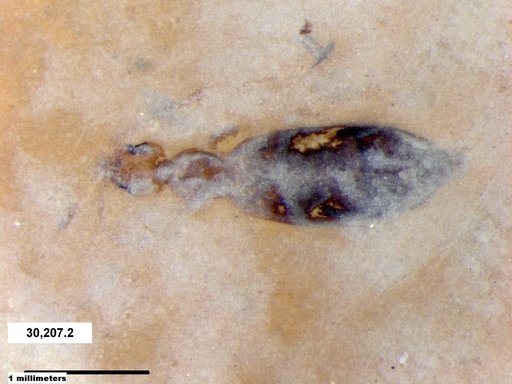 Insecta