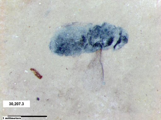 Genus sp