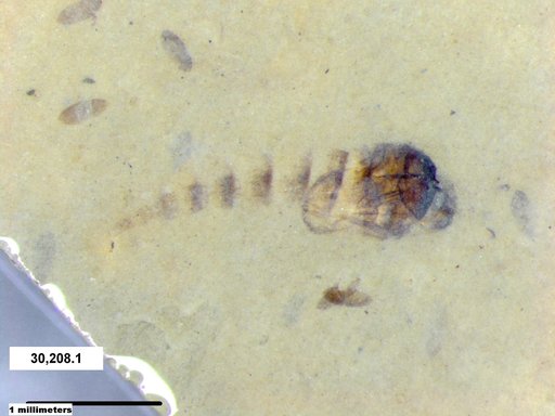 Genus sp