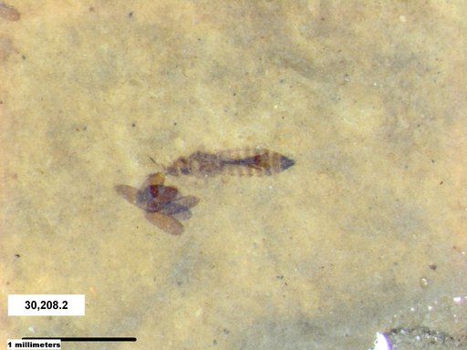 Genus sp