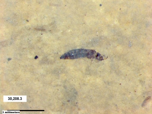 Genus sp