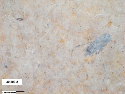 Notonectidae