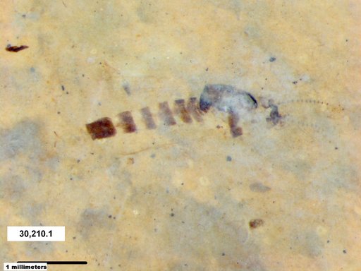 Chaoboridae
