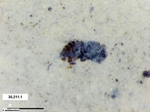 Genus sp
