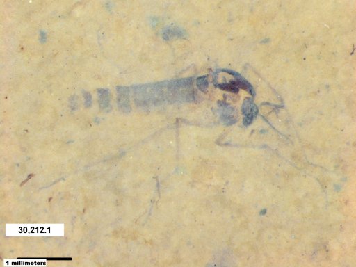 Genus sp