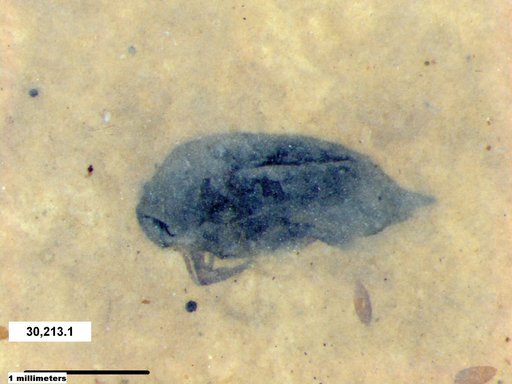 Mordellidae