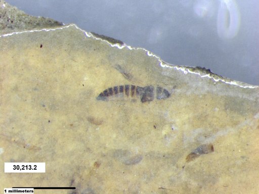 Genus sp