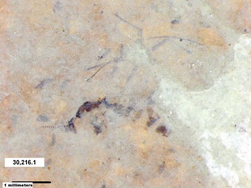 Genus sp