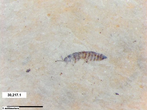 Genus sp