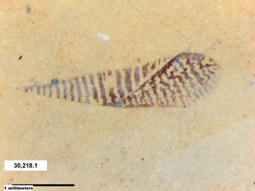 Genus sp