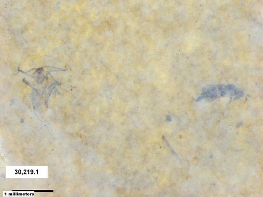 Diptera
