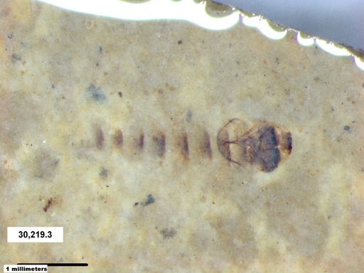 Genus sp