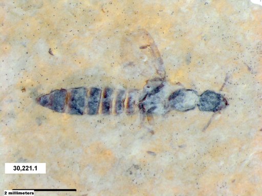 Genus sp