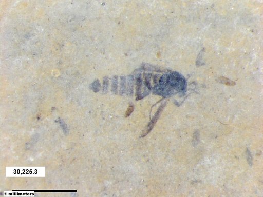 Diptera