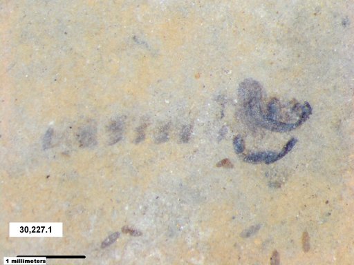 Chaoboridae