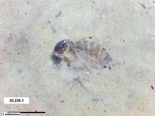 Diptera