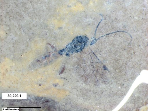 Ichneumonidae