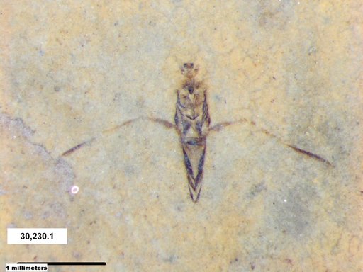 Notonectidae