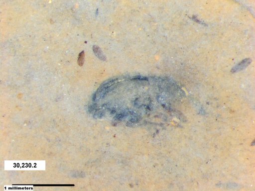 Genus sp