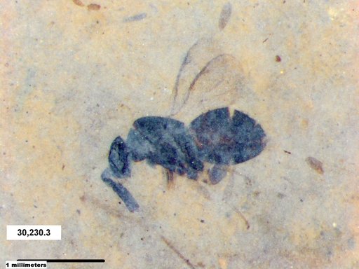 Genus sp