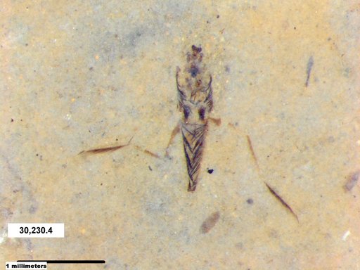 Notonectidae