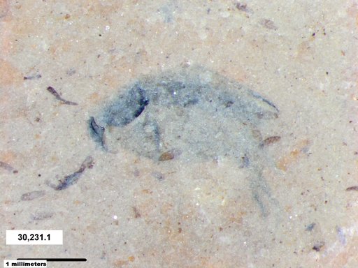 Mordellidae