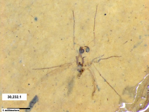 Chaoboridae
