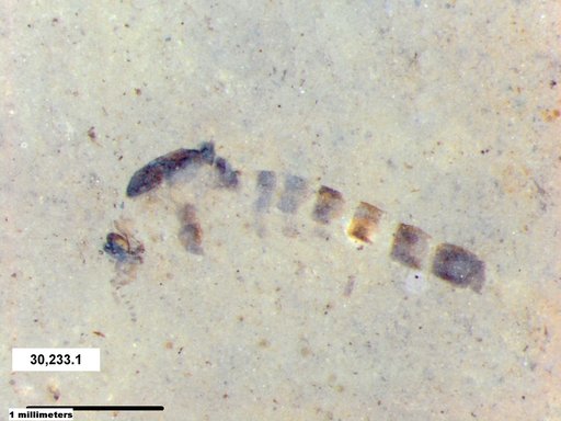 Chaoboridae