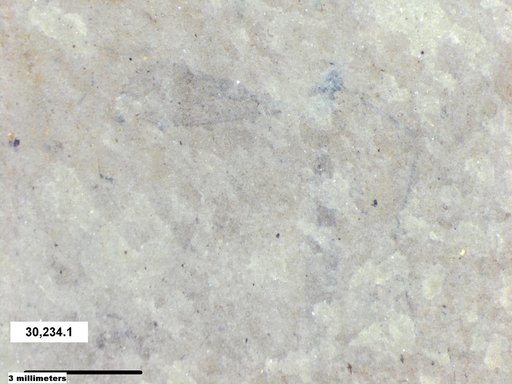 Diptera