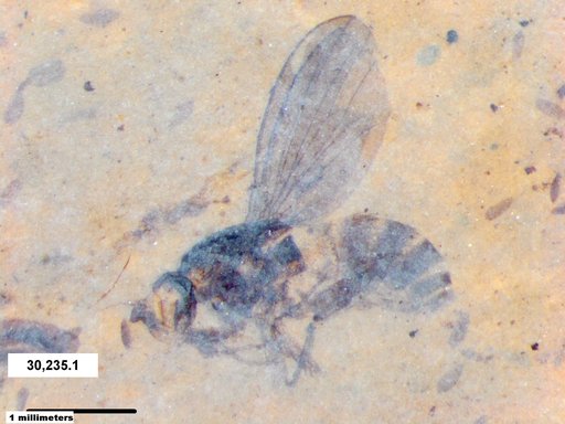 Diptera