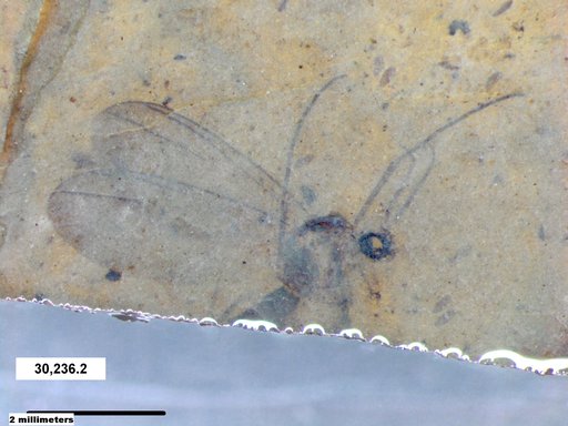 Diptera
