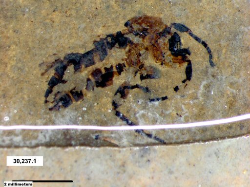 Genus sp