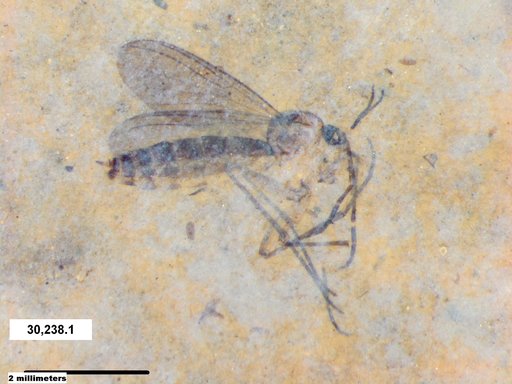 Diptera